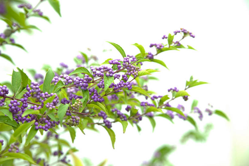 无人,横图,室外,特写,白天,正面,美景,植物,阴影,朦胧,模糊,光线,影子,景观,枝条,树,树木,树枝,绿色,紫色,阳光,自然,景色,生长,成长,自然风光,白棠子树,紫珠,虬枝,枝杈,彩图