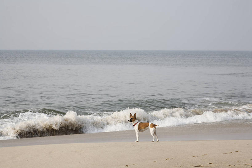 无人,站,横图,室外,白天,侧面,旅游,度假,海浪,海洋,美景,沙滩,宠物,狗,德国,欧洲,阴影,光线,沙子,影子,海岸,景观,浪花,水平线,云,云朵,辽阔,海平线,沙地,云彩,扭头,注视,娱乐,一只,蓝色,白云,蓝天,天空,阳光,自然,海水,动物,天,观察,看,站着,转头,享受,休闲,广阔,景色,放松,可爱,晴朗,观看,一望无际,察看,西欧,关注,自然风光,海景,忠诚,德意志联邦共和国,无边无际,一马平川,叙尔特岛,大海,风浪,海,海水的波动,海滩,近岸浪,涌浪,晴空,犬,站立,彩图,全身,北弗里西亚群岛,弗里西亚群岛,水天相接,水天一线