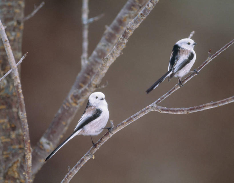 无人,站,横图,室外,白天,侧面,美景,植物,鸟,吊挂,悬挂,阴影,朦胧,模糊,清澈,光线,长尾山雀,鸟类,山雀,影子,景观,枝条,挂,霜,注视,树,树木,树枝,绿色,阳光,自然,观察,看,站着,两只,景色,寒冷,生长,成长,观看,察看,冰冷,关注,自然风光,严寒,冰凉,酷寒,凛冽,凛凛,极冷,虬枝,枝杈,清亮,站立,彩图,全身