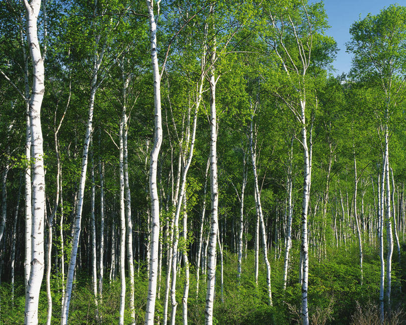 无人,横图,室外,白天,正面,旅游,度假,美景,森林,树林,植物,叶子,长野县,日本,亚洲,阴影,光线,影子,景观,绿叶,枝条,娱乐,树,树木,树枝,蓝色,绿色,蓝天,天空,阳光,自然,天,享受,休闲,嫩叶,景色,放松,生长,晴朗,成长,自然风光,东亚,本州,万里无云,本州岛,日本国,中部地方,长野,轻井泽,轻井泽町,白丝瀑布,虬枝,枝杈,叶,叶片,晴空,晴空万里,彩图,北佐久郡