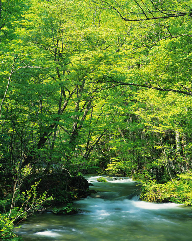 无人,竖图,室外,白天,正面,旅游,度假,河流,美景,树林,水,植物,日本,亚洲,阴影,光线,影子,河水,景观,水流,娱乐,树,树木,绿色,阳光,自然,享受,休闲,景色,放松,生长,成长,自然风光,东亚,本州,本州岛,日本国,青森,青森县,东北地方,奥入濑溪谷,十和田市,十和田,彩图