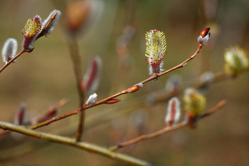 无人,横图,室外,特写,白天,正面,自由,美景,阴影,朦胧,模糊,光线,影子,景观,猫柳,枝条,树枝,阳光,自然,景色,生命,自然风光,银芽柳,棉花柳,银柳,虬枝,枝杈,彩图