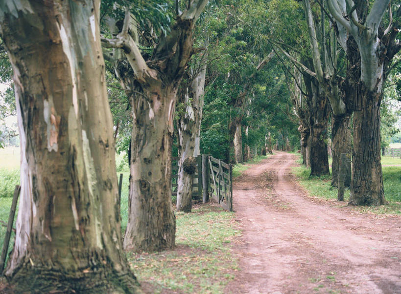 无人,横图,室外,白天,正面,旅游,度假,草地,草坪,美景,树林,植物,道路,路,阿根廷,阴影,光线,影子,景观,小路,交通,娱乐,草,树,树木,绿色,阳光,自然,享受,休闲,景色,南美,放松,生长,成长,南美洲,拉丁美洲,自然风光,美洲,亚美利加洲,南亚美利加洲,阿根廷共和国,彩图,布宜诺斯艾利斯省