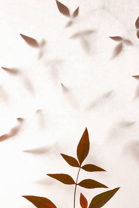 无人,竖图,室内,特写,白天,白色背景,正面,秋季,叶子,绿叶,嫩叶,摄影,影棚,叶,叶片,秋,秋天,彩图,影棚拍摄,拍摄