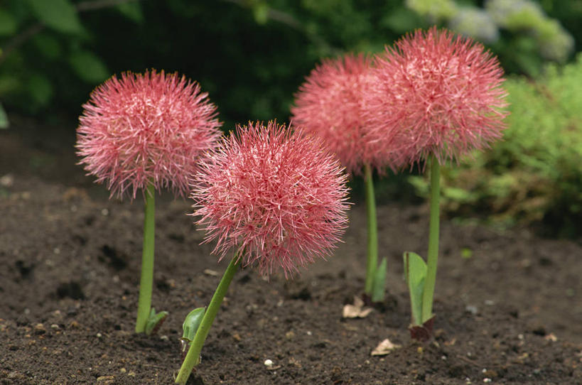 无人,横图,室外,特写,白天,正面,草地,草坪,美景,植物,四朵,阴影,朦胧,模糊,盛开,光线,影子,景观,花蕾,草,花,花瓣,花朵,鲜花,红色,绿色,阳光,自然,花苞,花蕊,景色,自然风光,彩图,洋葱花