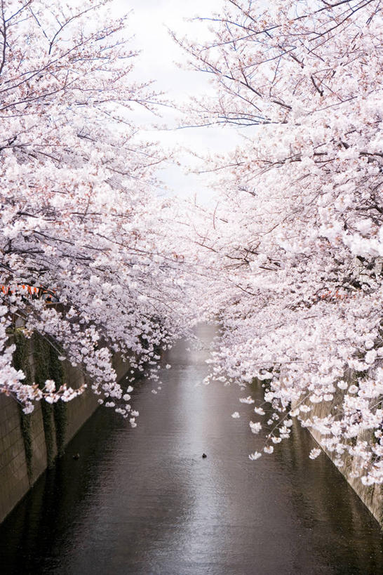 无人,竖图,室外,白天,正面,旅游,度假,幸福,纯洁,美景,道路,路,樱花,东京,日本,亚洲,阴影,盛开,光线,影子,景观,小路,交通,花蕾,娱乐,花,花瓣,花朵,鲜花,粉色,天空,阳光,自然,天,花苞,花蕊,享受,休闲,景色,放松,等待,生命,自然风光,东亚,本州,关东地方,本州岛,日本国,东京都,仙樱花,福岛樱,青肤樱,高尚,热烈,荆桃,彩图,目黑区