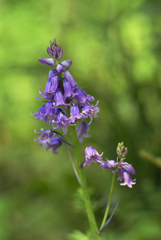 无人,竖图,室外,特写,白天,正面,美景,树林,植物,阴影,朦胧,模糊,盛开,光线,影子,景观,花蕾,花,花瓣,花朵,鲜花,树,树木,绿色,紫色,阳光,自然,花苞,花蕊,景色,生长,成长,自然风光,天蒜,彩图,鲜白头,石枣儿,山大蒜,绵枣儿,地枣,地兰,地金球,地中海锦枣儿,地中海蓝钟花