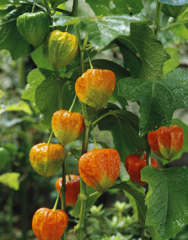 无人,竖图,室外,特写,白天,正面,美景,水,露水,叶子,阴影,透明,光线,液体,影子,景观,水滴,绿叶,水珠,红色,阳光,自然,露珠,嫩叶,景色,生机,剔透,自然风光,冬樱花,灵动,通明,悸动,冬海棠,高盆樱,叶,叶片,彩图,晶莹