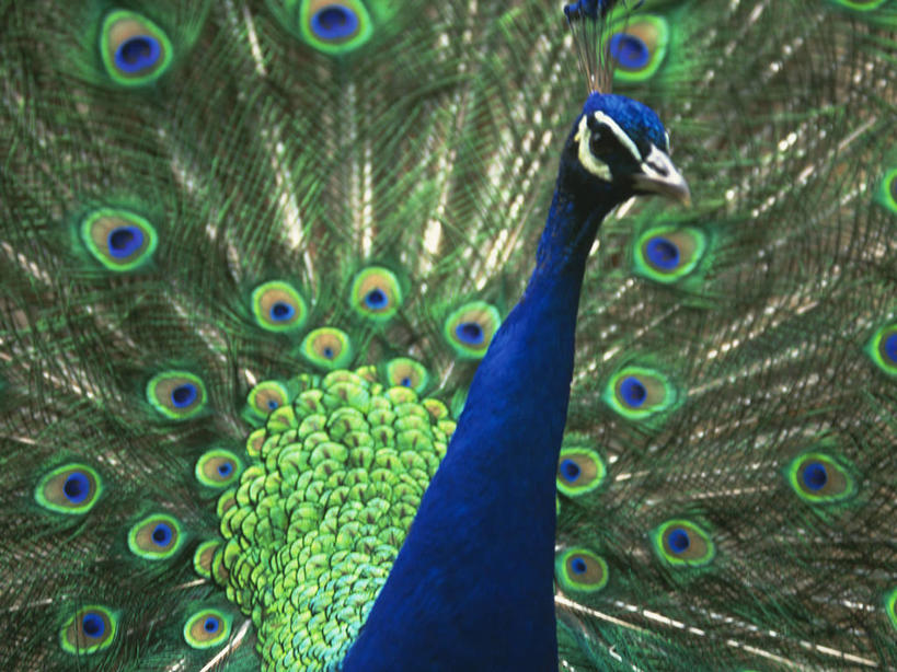 无人,站,横图,室外,特写,白天,正面,美景,孔雀,鸟,野生动物,鲜艳,鸟类,景观,美丽,注视,漂亮,一只,蓝色,自然,动物,观察,看,站着,景色,可爱,活泼,观看,保护,吉祥,察看,优美,关注,自然风光,华贵,善良,防御,艳丽,孔雀开屏,越鸟,百鸟之王,示威,斑斓,瑰丽,娇艳,锦绣,奇丽,求偶,站立,半身,彩图