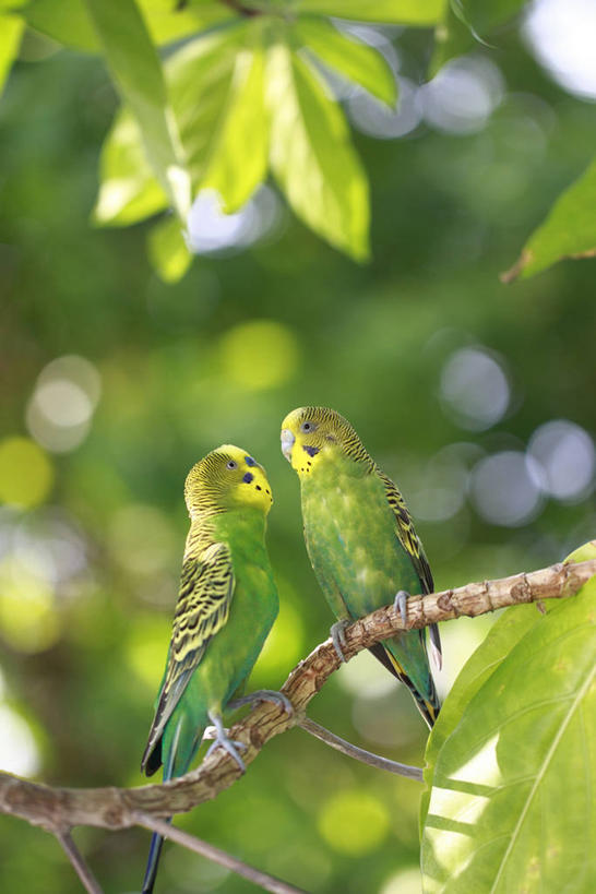 无人,站,竖图,室外,白天,仰视,美景,植物,鸟,鹦鹉,叶子,阴影,朦胧,模糊,光线,鸟类,影子,景观,绿叶,枝条,注视,树,树木,树枝,绿色,阳光,自然,动物,观察,看,站着,两只,嫩叶,景色,可爱,活泼,生长,成长,观看,察看,关注,自然风光,观赏鸟,虬枝,枝杈,彩凤,虎皮鹦鹉,娇凤,叶,叶片,站立,彩图,低角度拍摄,全身
