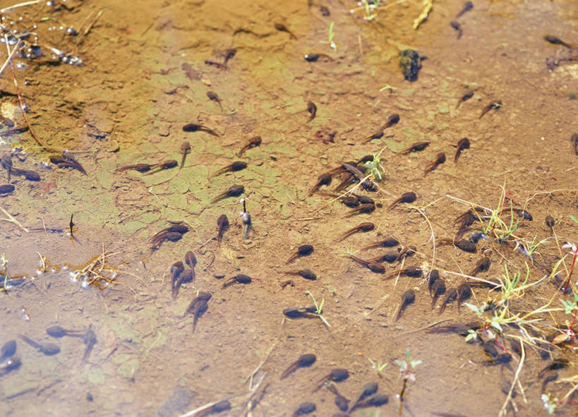 游泳,无人,横图,俯视,室外,白天,河流,美景,水,野生动物,一群,许多,阴影,波纹,光线,影子,河水,景观,水流,涟漪,很多,倒影,水纹,阳光,自然,动物,波浪,景色,可爱,活泼,幼崽,倒映,自然风光,蝌蚪,水晕,泅水,幼体,反照,拍浮,半身,彩图,高角度拍摄