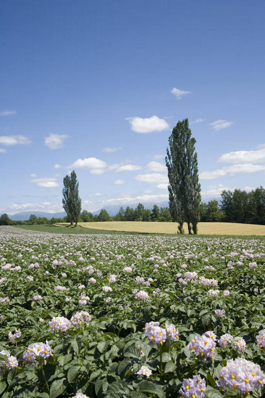 无人,竖图,室外,白天,正面,旅游,度假,草地,草坪,花海,花圃,美景,植物,蔬菜,土豆,叶子,北海道,日本,亚洲,阴影,新鲜,盛开,光线,影子,景观,云,云朵,食品,花蕾,云彩,娱乐,草,花,花瓣,花朵,花卉,鲜花,树,树木,食物,蓝色,绿色,白云,蓝天,天空,阳光,自然,花丛,花束,花田,天,花苞,花蕊,享受,休闲,景色,放松,有机食品,绿色食品,生长,晴朗,成长,自然风光,东亚,日本国,北海道地方,北海道岛,美瑛町,馍馍蛋,美瑛,道北,晴空,洋芋,山药蛋,马铃薯,彩图,上川郡,上川支厅,土豆花