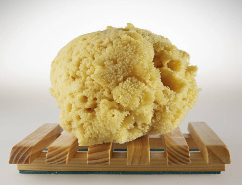 无人,横图,室内,特写,白天,白色背景,正面,阴影,反射,海绵,影子,置物架,海洋生物,架子,一个,黄色,摄影,影棚,单个,水生动物,陈列架,水生物,海底动物,多孔动物,搁架,彩图,影棚拍摄,拍摄