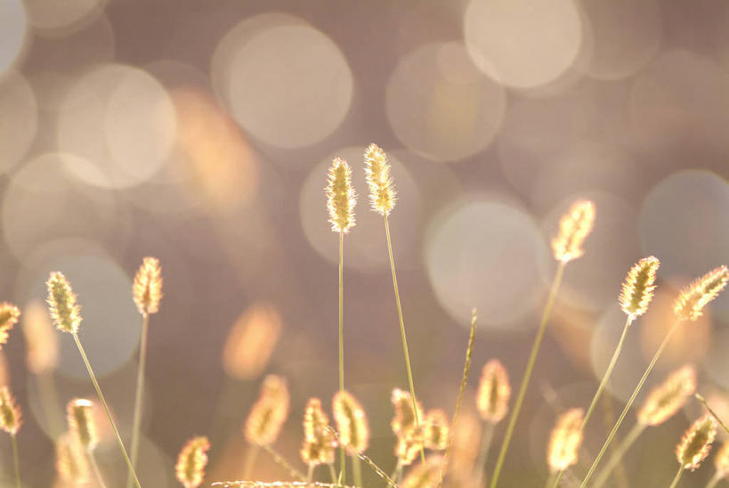 无人,横图,室外,特写,白天,正面,美景,阴影,朦胧,模糊,光线,影子,景观,狗尾巴草,阳光,自然,狗尾草,景色,自然风光,绿狗尾草,谷莠子,彩图,毛毛草,宿田翁