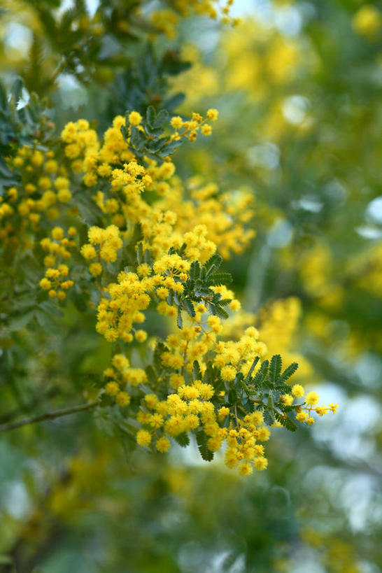 无人,竖图,室外,特写,白天,正面,快乐,美景,树林,植物,阴影,朦胧,模糊,盛开,光线,影子,景观,花蕾,花,花瓣,花朵,鲜花,树,树木,黄色,绿色,阳光,自然,花苞,花蕊,景色,生长,成长,自然风光,金合欢,鸭皂树,稍纵即逝,金合欢树,彩图