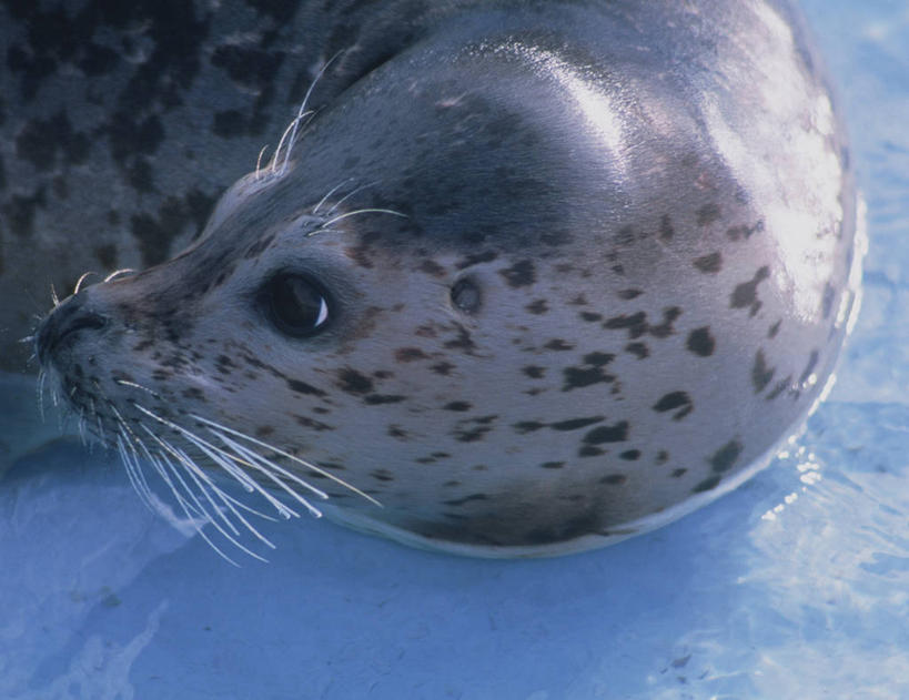 头,无人,横图,俯视,室外,特写,白天,水,哺乳动物,海豹,野生动物,阴影,朦胧,模糊,光线,液体,影子,水滴,注视,一只,阳光,动物,观察,看,趴着,可爱,活泼,观看,察看,关注,斑海豹,头部,趴,半身,彩图,高角度拍摄