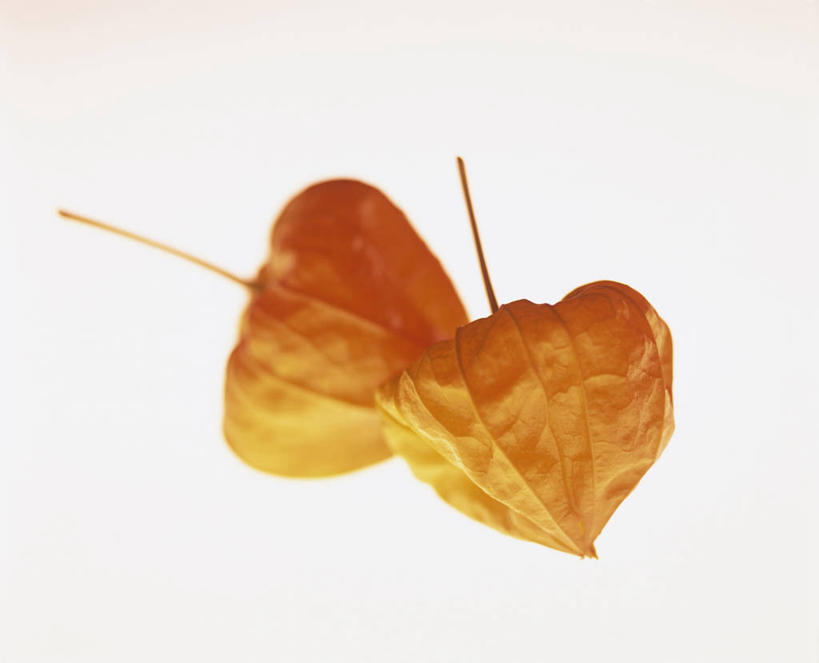 无人,横图,室内,特写,白天,白色背景,正面,水果,新鲜,生食,食品,果实,食物,两个,摄影,有机食品,绿色食品,影棚,冬樱花,悸动,冬海棠,高盆樱,彩图,影棚拍摄,拍摄