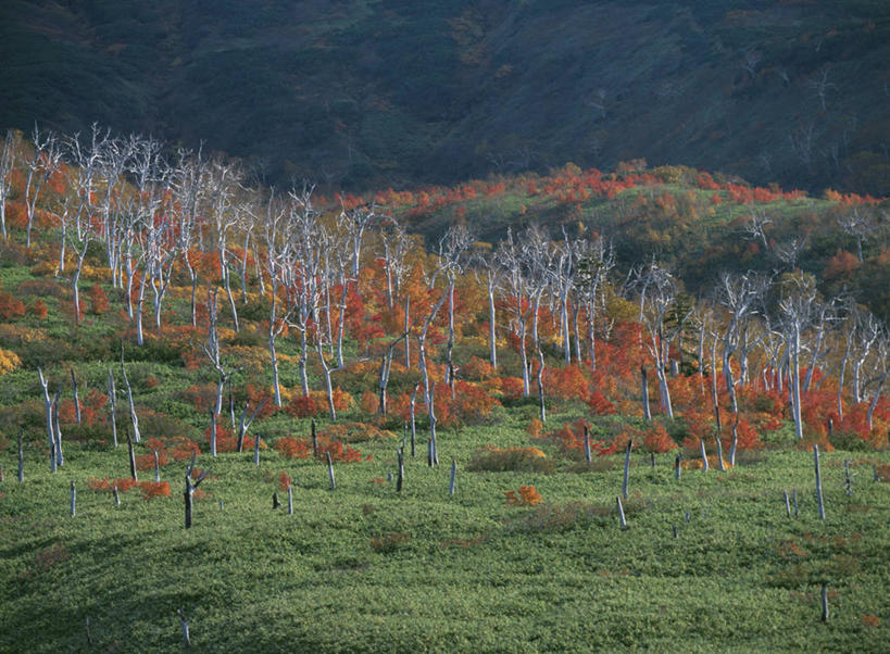 无人,横图,室外,白天,正面,旅游,度假,草地,草坪,美景,秋季,山,山脉,树林,植物,北海道,日本,亚洲,阴影,光线,影子,景观,山峰,山峦,娱乐,草,树,树木,绿色,阳光,自然,群山,享受,休闲,景色,放松,白桦,生长,成长,自然风光,东亚,日本国,北海道地方,北海道岛,秋,秋天,桦树,桦皮树,桦木,彩图,十胜综合振兴局,振兴局,道东