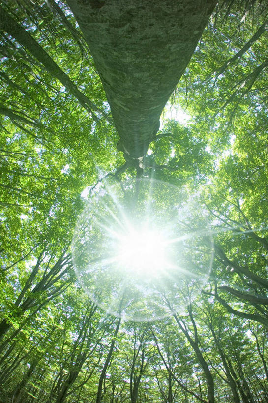 无人,竖图,室内,白天,仰视,数码,科技,森林,树林,太阳,植物,日本,亚洲,阴影,光线,网络,影子,高光,几何,计算机图形,合成,树,树木,绿色,阳光,自然,生长,成长,电脑合成图,数码合成图,合成图,东亚,山毛榉,本州,本州岛,日本国,青森,青森县,东北地方,写实,具体,具象,麻栎金刚,山毛榉树,彩图,低角度拍摄,镜头光晕,透镜闪耀,眩光,八甲田山