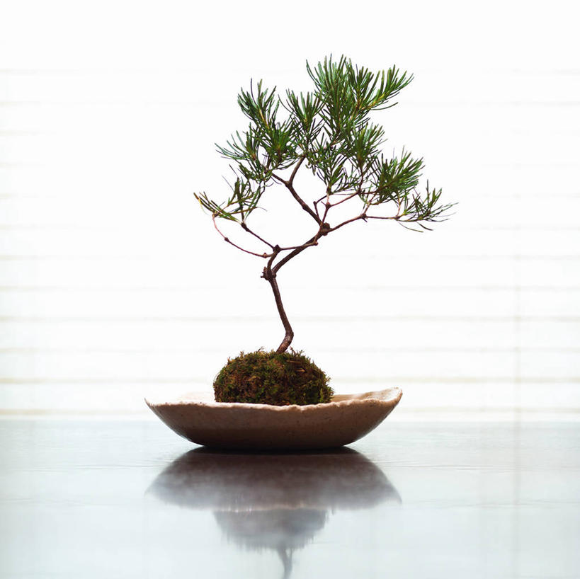 无人,横图,室内,特写,白天,白色背景,正面,植物,松树,花盆,阴影,反射,盆栽,影子,陶瓷,盆景,陶瓷制品,树,树木,绿色,自然,容器,摄影,影棚,生长,成长,储藏,储存,坚定,长寿,贞洁,盆景树,盆栽树,彩图,影棚拍摄,拍摄,贮存