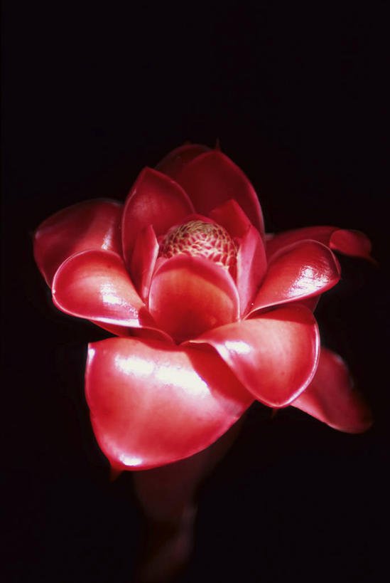 无人,竖图,俯视,室内,特写,白天,阴影,黑色背景,盛开,反射,影子,花蕾,花,花瓣,花朵,鲜花,一朵,红色,花苞,花蕊,摄影,影棚,瓷玫瑰,火炬姜,彩图,高角度拍摄,影棚拍摄,拍摄