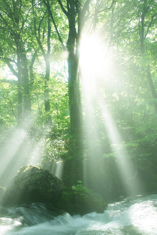 无人,竖图,室外,白天,正面,旅游,度假,河流,美景,树林,水,植物,日本,亚洲,阴影,朦胧,梦幻,模糊,发光,光束,光线,影子,河水,景观,水流,光亮,娱乐,树,树木,绿色,阳光,自然,享受,休闲,景色,放松,生长,成长,未来,发亮,自然风光,东亚,憧憬,本州,本州岛,日本国,东北地方,山形,山形县,彩图,东田川郡,庄内町