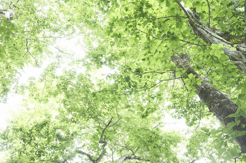 无人,横图,室外,白天,仰视,旅游,度假,美景,树林,植物,叶子,日本,亚洲,阴影,朦胧,模糊,光线,影子,景观,绿叶,枝条,娱乐,树,树木,树枝,绿色,阳光,自然,享受,休闲,嫩叶,景色,放松,生长,成长,自然风光,东亚,本州,本州岛,日本国,中部地方,岐阜,岐阜县,虬枝,枝杈,叶,叶片,彩图,低角度拍摄,高山市