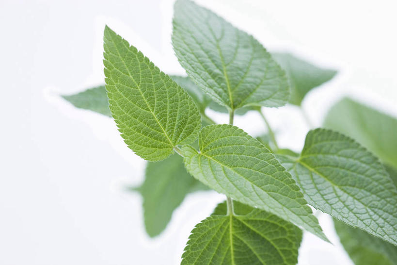 无人,家庭,横图,俯视,室内,特写,白天,白色背景,智慧,叶子,阴影,朦胧,模糊,反射,影子,绿叶,嫩叶,摄影,影棚,鼠尾草,理性,叶,叶片,彩图,高角度拍摄,影棚拍摄,拍摄