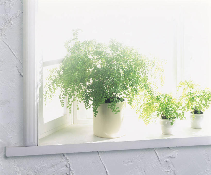 无人,横图,室内,特写,白天,正面,植物,窗户,花盆,朦胧,模糊,盆栽,陶瓷,盆景,陶瓷制品,玻璃窗,窗台,绿色,自然,容器,生长,成长,储藏,储存,彩图,贮存