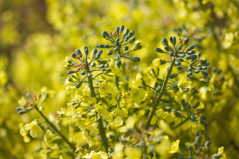 无人,农田,横图,室外,特写,白天,正面,庄稼,农作物,花海,花圃,美景,植物,叶子,阴影,朦胧,模糊,盛开,光线,影子,景观,花菜,花椰菜,花蕾,菜花,花,花瓣,花朵,花卉,鲜花,绿色,阳光,自然,花丛,花束,花田,花苞,花蕊,景色,椰菜花,自然风光,彩图,耕地,庄稼田