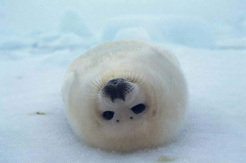 无人,躺,横图,室外,特写,白天,正面,美景,雪,大雪,哺乳动物,海豹,野生动物,阴影,光线,影子,积雪,景观,雪景,冬季,冬天,注视,一只,阳光,自然,动物,观察,看,景色,寒冷,可爱,活泼,观看,察看,关注,自然风光,格陵兰海豹,严寒,竖琴海豹,卧着,躺着,卧,彩图,全身