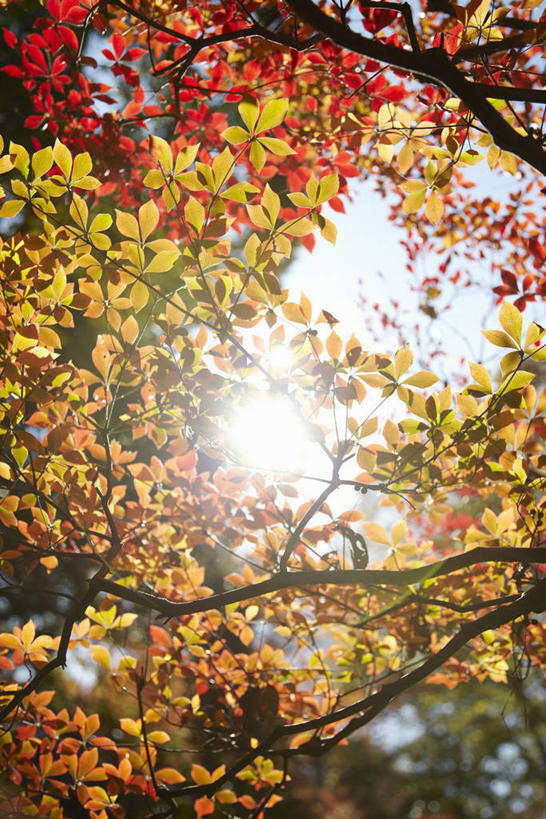 无人,竖图,室外,白天,仰视,美景,秋季,树林,植物,日本,亚洲,阴影,光线,影子,景观,枝条,树,树木,树枝,绿色,天空,阳光,自然,天,景色,生长,成长,自然风光,灯笼花,东亚,吊钟花,日本国,倒挂金钟,吊钟海棠,虬枝,枝杈,秋,秋天,彩图,低角度拍摄