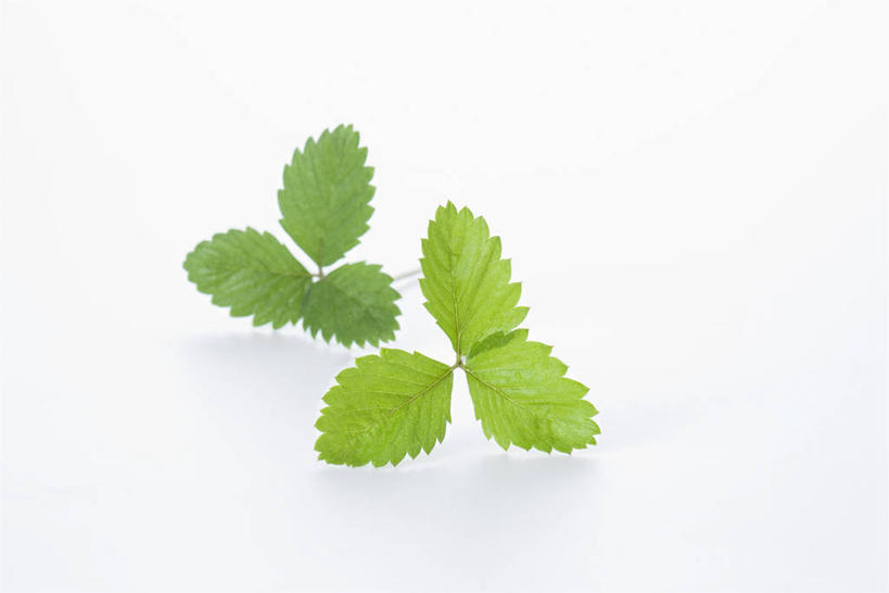 无人,横图,室内,特写,白天,白色背景,正面,植物,浆果,叶子,阴影,反射,纹理,影子,绿叶,绿色,嫩叶,摄影,影棚,肌理,野草莓,叶,叶片,叶脉,洋莓,彩图,影棚拍摄,拍摄