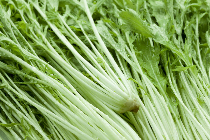 无人,横图,俯视,室内,特写,白天,蔬菜,一堆,许多,阴影,堆叠,堆积,新鲜,反射,影子,食品,很多,雪菜,食物,摄影,有机食品,绿色食品,影棚,堆,雪里红,彩图,高角度拍摄,全画面,全框架,全帧,影棚拍摄,拍摄,雪里蕻,全画幅