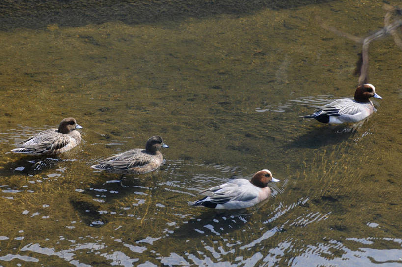 游泳,无人,横图,俯视,室外,白天,河流,美景,水,鸟,日本,亚洲,四只,阴影,光线,鸟类,鸭,影子,河水,景观,水流,注视,家禽,阳光,自然,动物,观察,看,景色,牲畜,观看,察看,关注,自然风光,东亚,本州,本州岛,日本国,近畿地方,近畿,兵库,兵库县,泅水,拍浮,彩图,高角度拍摄,全身,西宫市