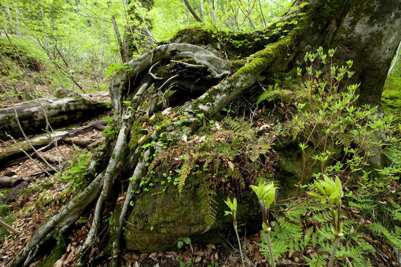 无人,横图,室外,白天,正面,美景,树林,植物,秋田县,日本,亚洲,阴影,光线,影子,景观,青苔,苔藓,枝条,树,树木,树枝,绿色,阳光,自然,景色,生长,成长,自然风光,东亚,本州,本州岛,日本国,秋田,东北地方,虬枝,枝杈,彩图