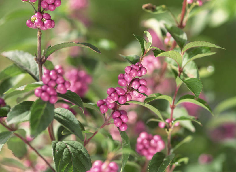 无人,横图,室外,特写,白天,正面,花海,花圃,美景,植物,叶子,阴影,朦胧,模糊,盛开,光线,纹理,影子,景观,绿叶,花蕾,花,花瓣,花朵,花卉,鲜花,绿色,紫色,阳光,自然,花丛,花束,花田,花苞,花蕊,嫩叶,景色,自然风光,肌理,白棠子树,紫珠,叶,叶片,叶脉,彩图,日本紫珠