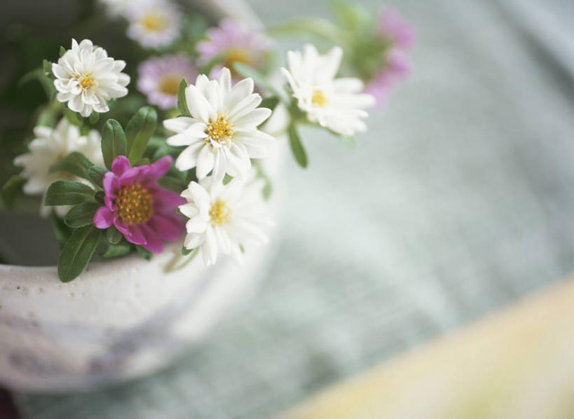 无人,横图,俯视,室内,特写,白天,植物,花瓶,阴影,朦胧,模糊,盛开,反射,影子,陶瓷,草药,药草,陶瓷制品,花蕾,中药,花,花瓣,花朵,鲜花,瓶子,花苞,花蕊,机智,止咳,药材,中草药,中药材,本草,说谎,化痰,紫苑,紫苑花,彩图,高角度拍摄,润肺