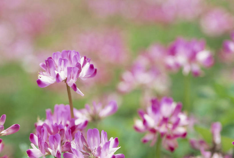 无人,横图,室外,特写,白天,正面,花海,花圃,美景,植物,叶子,阴影,朦胧,模糊,盛开,光线,影子,景观,花蕾,花,花瓣,花朵,花卉,鲜花,绿色,紫色,阳光,自然,花丛,花束,花田,花苞,花蕊,景色,自然风光,紫云英,红花草,翘摇,彩图