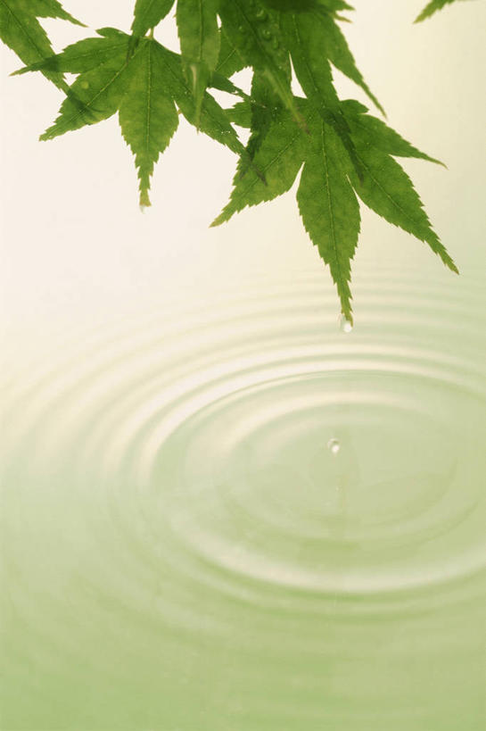 无人,竖图,室外,特写,白天,正面,美景,枫树,叶子,阴影,光线,影子,景观,枫叶,绿叶,绿色,阳光,自然,嫩叶,景色,枫树叶,自然风光,槭树,鸡爪槭,叶,叶片,鸡爪枫,彩图