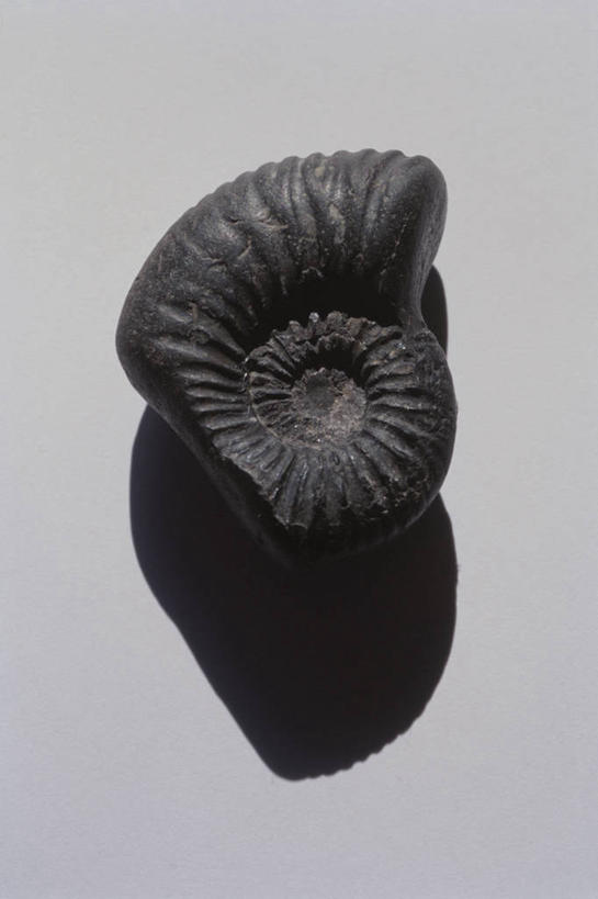 无人,竖图,俯视,室内,特写,白天,白色背景,石头,静物,阴影,遗迹,反射,化石,石子,影子,一个,黑色,摄影,影棚,单个,贵重,珍贵,名贵,遗体,菊石,宝贵,古生物,石块,岩石,彩图,高角度拍摄,影棚拍摄,拍摄