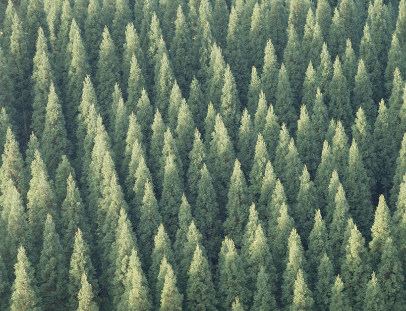 无人,横图,俯视,航拍,室外,白天,美景,森林,树林,植物,松树,阴影,光线,影子,景观,树,树木,绿色,阳光,自然,景色,生长,成长,鸟瞰,自然风光,杉树,坚定,长寿,贞洁,柳杉,彩图,高角度拍摄,孔雀松,木沙椤树