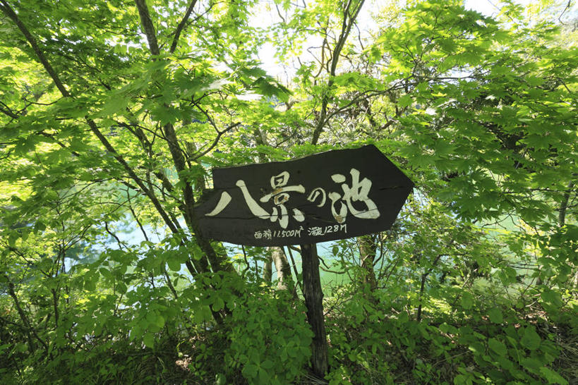 无人,横图,室外,白天,正面,美景,森林,树林,植物,指示牌,日本,亚洲,阴影,光线,日文,标志,路标,文字,影子,字符,景观,标识,路牌,树,树木,绿色,阳光,自然,景色,生长,成长,自然风光,东亚,本州,本州岛,日本国,青森,青森县,东北地方,日语,彩图