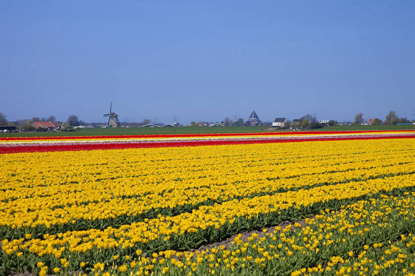 无人,横图,室外,白天,正面,爱情,旅游,度假,草地,草坪,花海,花圃,美景,树林,植物,郁金香,叶子,欧洲,荷兰,阴影,盛开,光线,影子,景观,祝福,花蕾,娱乐,草,花,花瓣,花朵,花卉,鲜花,树,树木,黄色,蓝色,绿色,蓝天,天空,阳光,自然,花丛,花束,花田,天,花苞,花蕊,享受,休闲,景色,放松,生长,晴朗,成长,表白,西欧,自然风光,荣誉,万里无云,永恒,荷兰王国,尼德兰王国,莱顿,莱登,南荷兰省,晴空,晴空万里,郁香,洋荷花,草麝香,彩图