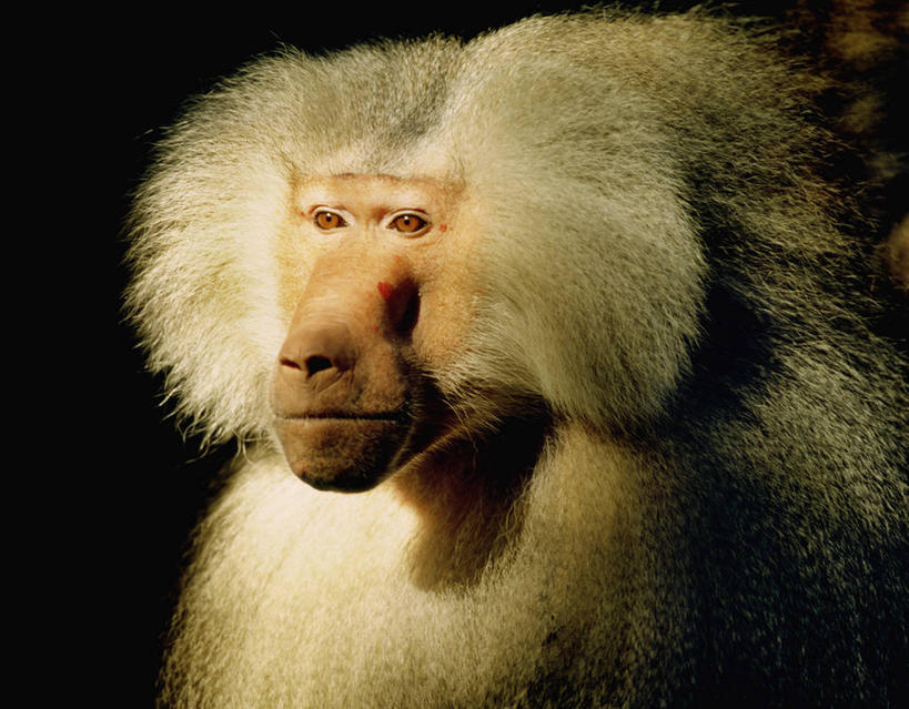 头,无人,横图,室外,特写,白天,正面,美景,哺乳动物,野生动物,阴影,光线,狒狒,影子,景观,注视,一只,阳光,自然,动物,观察,看,景色,活泼,观看,察看,关注,自然风光,阿拉伯狒狒,头部,半身,彩图