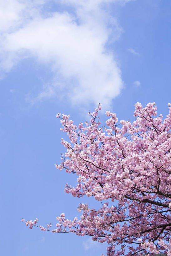 无人,竖图,室外,白天,仰视,旅游,度假,幸福,纯洁,美景,植物,樱花,静冈县,日本,亚洲,阴影,盛开,光线,影子,景观,云,云朵,枝条,花蕾,云彩,娱乐,花,花瓣,花朵,鲜花,树,树木,树枝,粉色,蓝色,绿色,白云,蓝天,天空,阳光,自然,天,花苞,花蕊,享受,休闲,景色,放松,生长,晴朗,成长,等待,生命,自然风光,东亚,本州,本州岛,日本国,中部地方,静冈,仙樱花,福岛樱,青肤樱,高尚,热烈,虬枝,枝杈,伊豆半岛,晴空,荆桃,彩图,低角度拍摄,河津町,贺茂郡