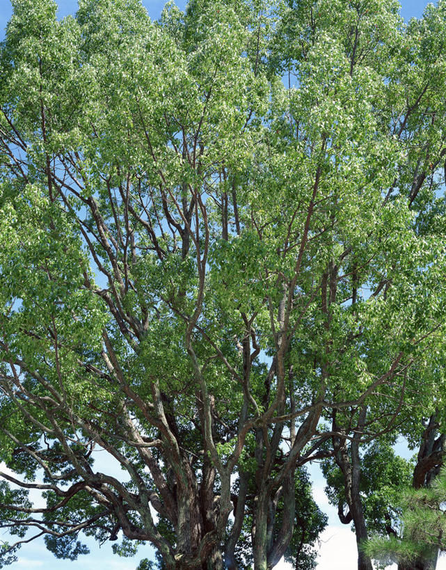 无人,竖图,室外,白天,仰视,旅游,度假,美景,植物,樟树,叶子,阴影,光线,影子,景观,绿叶,娱乐,树,树木,蓝色,绿色,蓝天,天空,阳光,自然,天,享受,休闲,嫩叶,景色,放松,生长,晴朗,成长,自然风光,万里无云,番樟,芳樟树,叶,叶片,晴空,晴空万里,香樟,木樟,彩图,低角度拍摄