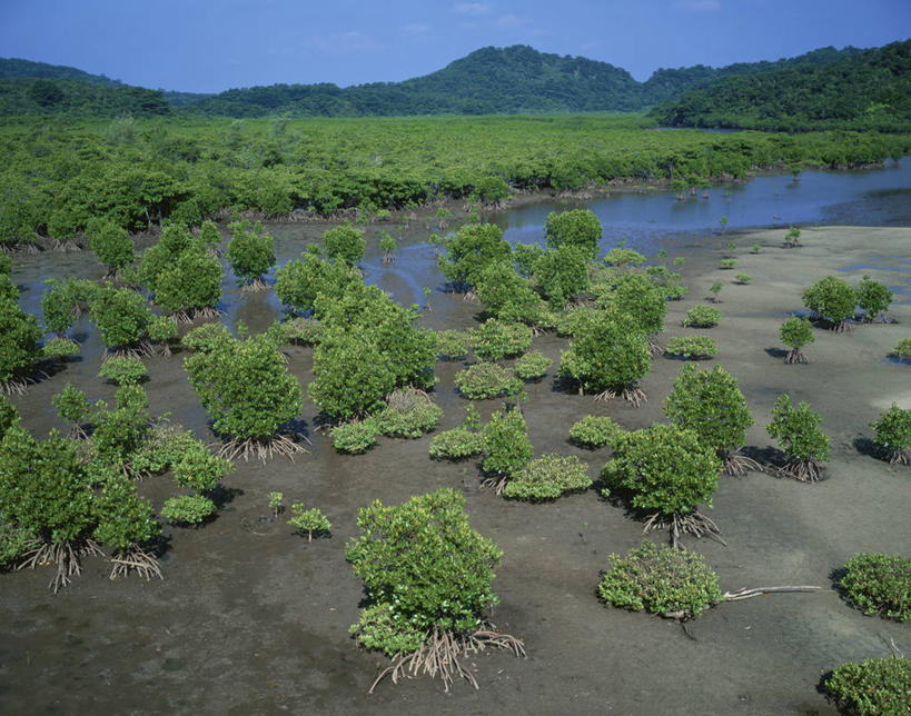 无人,横图,室外,白天,正面,旅游,度假,草地,草坪,河流,美景,山,山脉,树林,水,植物,日本,亚洲,阴影,光线,影子,河水,景观,山峰,水流,红树,山峦,娱乐,冲绳,草,树,树木,蓝色,绿色,蓝天,天空,阳光,自然,群山,天,享受,休闲,景色,放松,生长,晴朗,成长,冲绳县,自然风光,东亚,万里无云,琉球群岛,日本国,九州地方,八重山群岛,西表岛,晴空,晴空万里,彩图,红树林