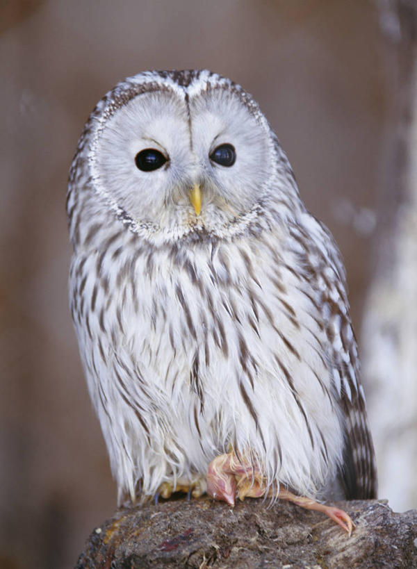 无人,站,竖图,室外,白天,正面,美景,鸟,野生动物,朦胧,模糊,鸟类,景观,树桩,注视,树,树干,一只,自然,动物,观察,看,站着,木桩,景色,观看,察看,关注,自然风光,凶猛,长尾林鸮,怪鸱,鸺鸱,残暴,凶残,鸮,枭,站立,半身,彩图,林鸮,鸱鸮,鸮角鸱