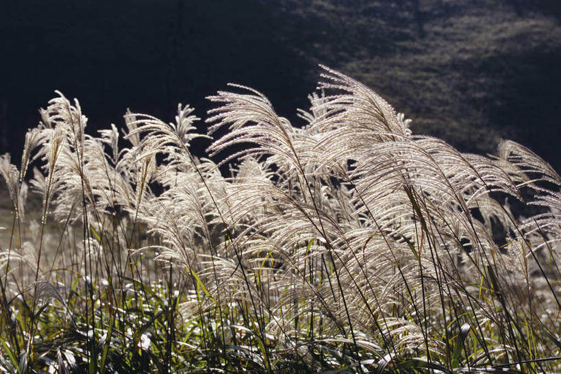 无人,横图,室外,白天,正面,旅游,度假,美景,植物,奈良县,日本,亚洲,阴影,枯萎,光线,影子,景观,枯草,娱乐,草,黄色,阳光,自然,享受,休闲,景色,放松,自然风光,东亚,本州,本州岛,日本国,近畿地方,奈良,近畿,彩图